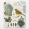 modern vintage French bird and nest