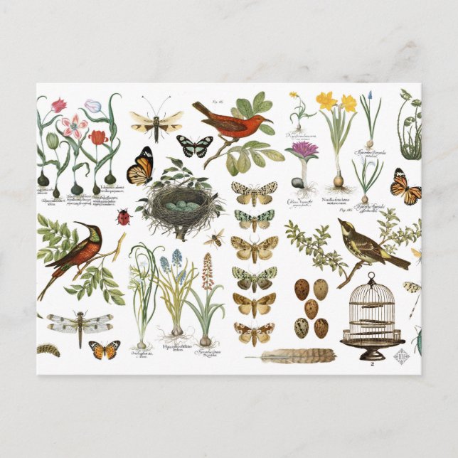 modern vintage french botanical birds and flowers postcard (Front)