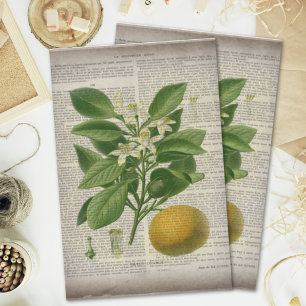 modern vintage french country botanical art orange tissue paper