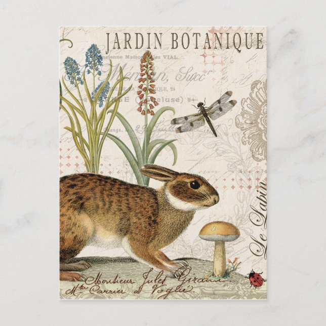 modern vintage french rabbit in the garden postcard (Front)
