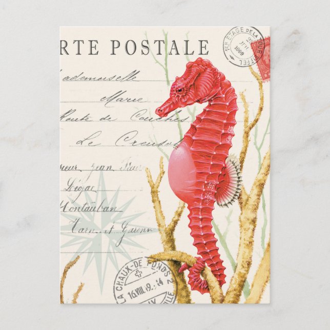 modern vintage seahorse postcard (Front)