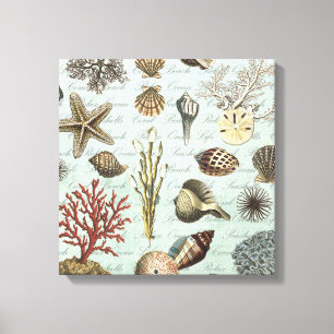 Modern Vintage Seashells Canvas Print