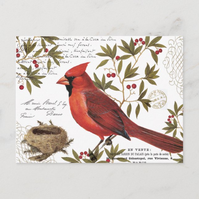 modern vintage winter cardinal postcard (Front)
