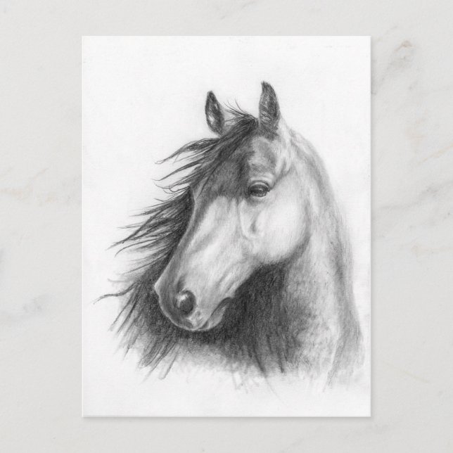 Moe the Morgan portrait post card (Front)