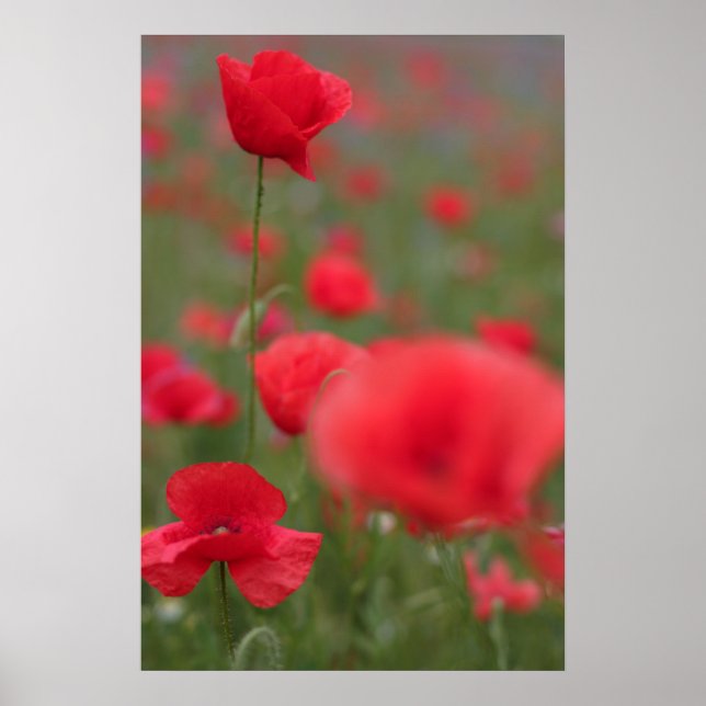 Mohn 2012 27 poster (Front)