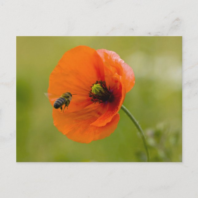 Mohn mit Biene Postcard (Front)