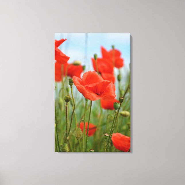Mohnblumen Canvas Print (Front)
