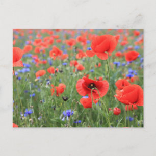 Mohnblumen Postcard