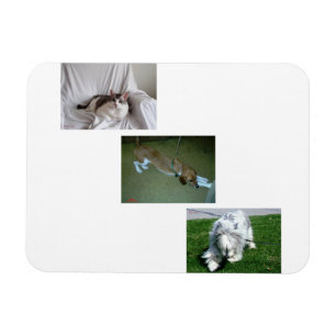 Moira, Riley, and Tyler Photo Collage Magnet