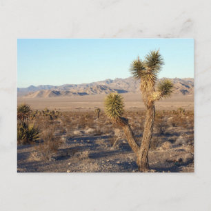 Mojave Desert scene 01 Postcard