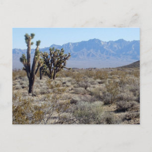 Mojave Desert scene 03 Postcard