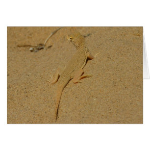 Mojave Fringe-Toed Lizard