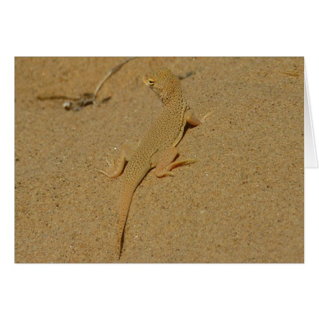 Mojave Fringe-Toed Lizard (Front Horizontal)