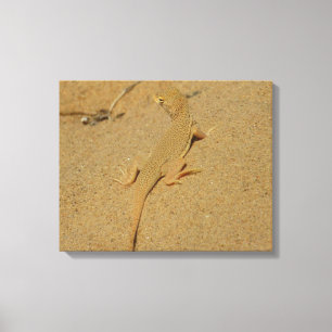 Mojave Fringe-Toed Lizard Canvas Print