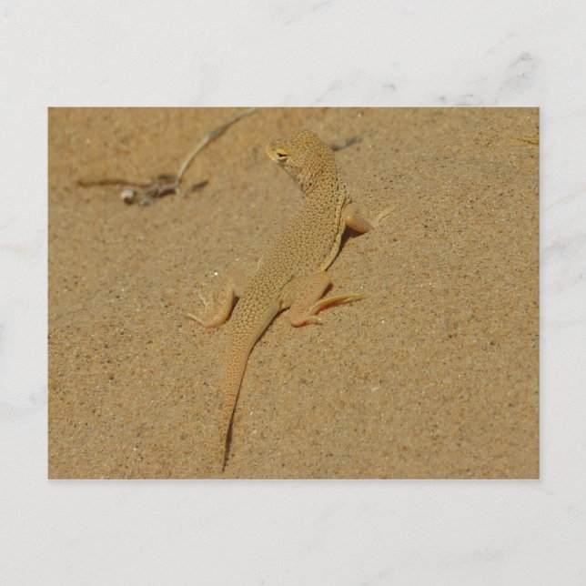 Mojave Fringe-Toed Lizard Postcard (Front)