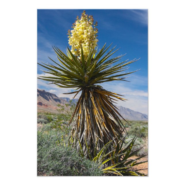 Mojave yucca blooming in the desert near Las Vegas Photo Print (Front)