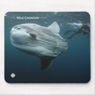 Mola Mola Mouse Mat