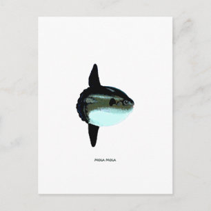 Mola Mola Postcard