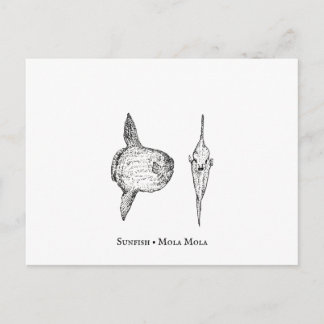 Mola Mola Sunfish Postcard