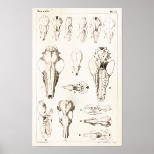 Mole and Shrew Skulls Veterinary Anatomy Print