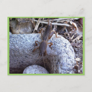Mole Cricket On The Stone Postcard