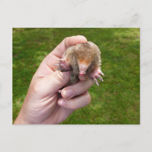mole in hand against grass.jpg postcard (Front)