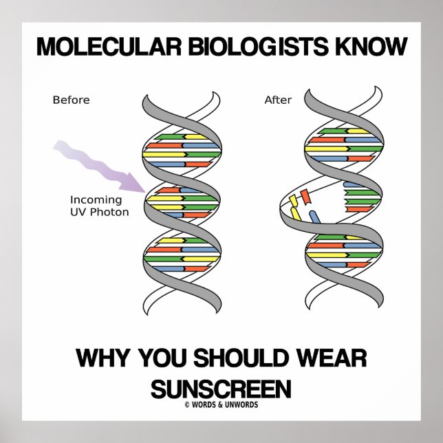 Molecular Biologists Know Why You Wear Sunscreen Poster (Front)