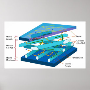 Molecular Structure of a Plant's Primary Cell Wall Poster
