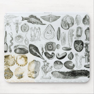 Molluscs Mouse Mat