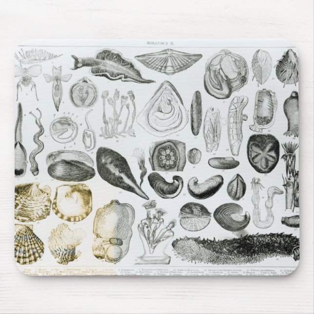 Molluscs Mouse Mat (Front)