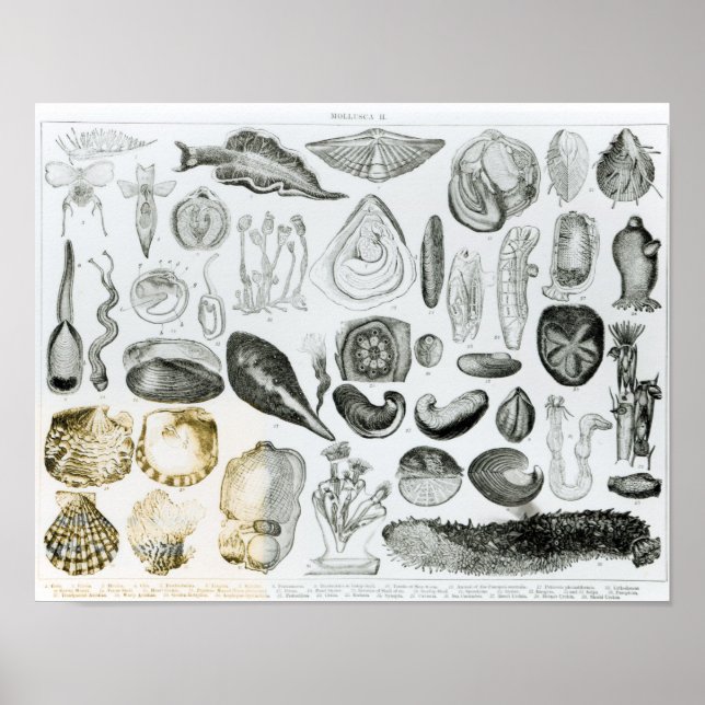 Molluscs Poster (Front)