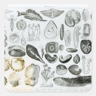 Molluscs Square Sticker