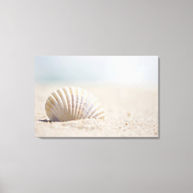 Mollusk Seashell Canvas Print (Front)