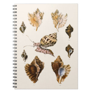 Mollusks and Snails, Vintage Marine Life Organisms Notebook