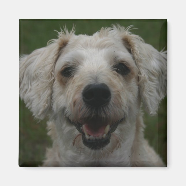 Mollywog the Dog Magnet (Front)