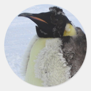 Molting Emperor Penguin Classic Round Sticker