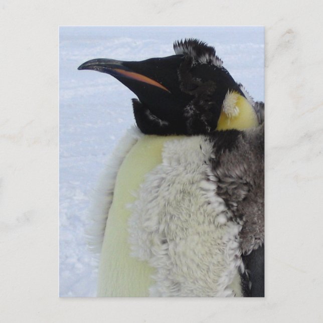 Molting Emperor Penguin Postcard (Front)