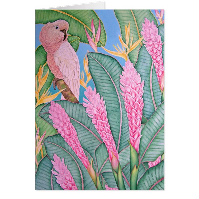 Moluccan Cockatoo (Front)