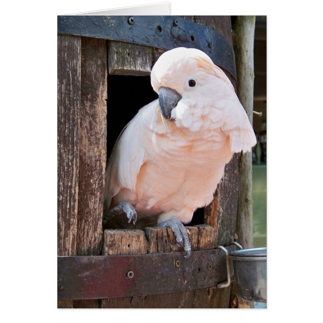 Moluccan Cockatoo (Front)
