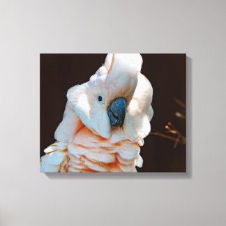 Moluccan Cockatoo Canvas