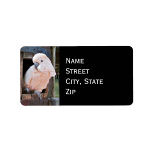 Moluccan Cockatoo Label