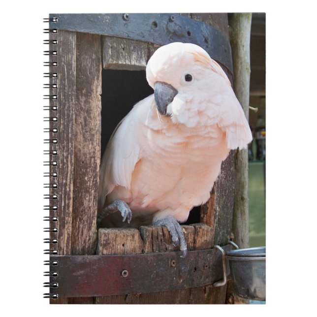 Moluccan Cockatoo Notebook (Front)