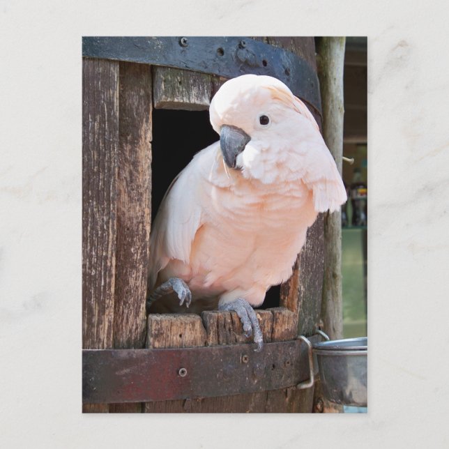Moluccan Cockatoo Postcard (Front)