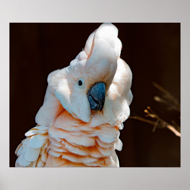 Moluccan Cockatoo Poster (Front)