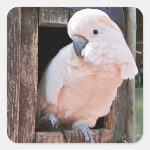 Moluccan Cockatoo Square Sticker