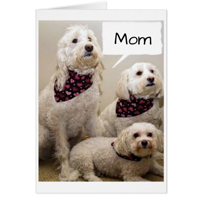 MOM IS WISHED A **HAPPY BIRTHDAY** BY 3 PUPS (Front)