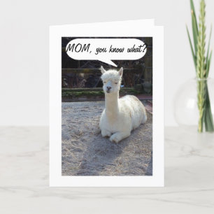 MOM-LLAMA TELLS NO ONE HAS A BETTER TWIN THAN ME CARD
