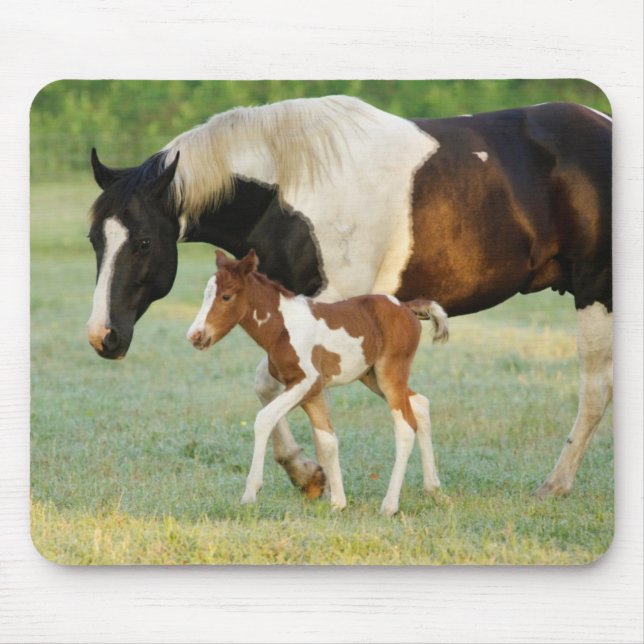 Mom & Newborn Paint Filly Mouse Mat (Front)