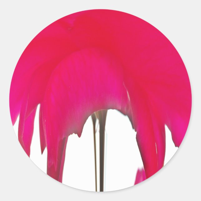 Moment Captured: A Red Rose Petal Elegance Classic Round Sticker (Front)