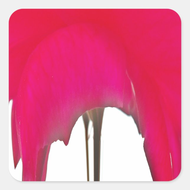 Moment Captured: A Red Rose Petal Elegance Square Sticker (Front)